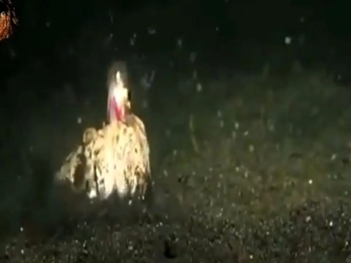 استتار جالب سنگ ماهی