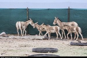 ۱۰ گورخر ایرانی از کرمان به پارک ملی کویر انتقال می‌یابد
