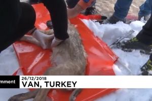 تلاش پلیس برای بیرون کشیدن یک سگ از دریاچه یخ‌زده