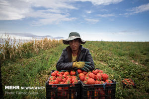 ضررکرد گوجه‌کاران در فصل برداشت/ محصول روی دست کشاورزان ماند