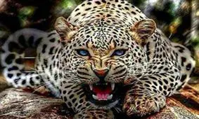 ویدئو/نجات پلنگ در حال غرق شدن از داخل یک چاه