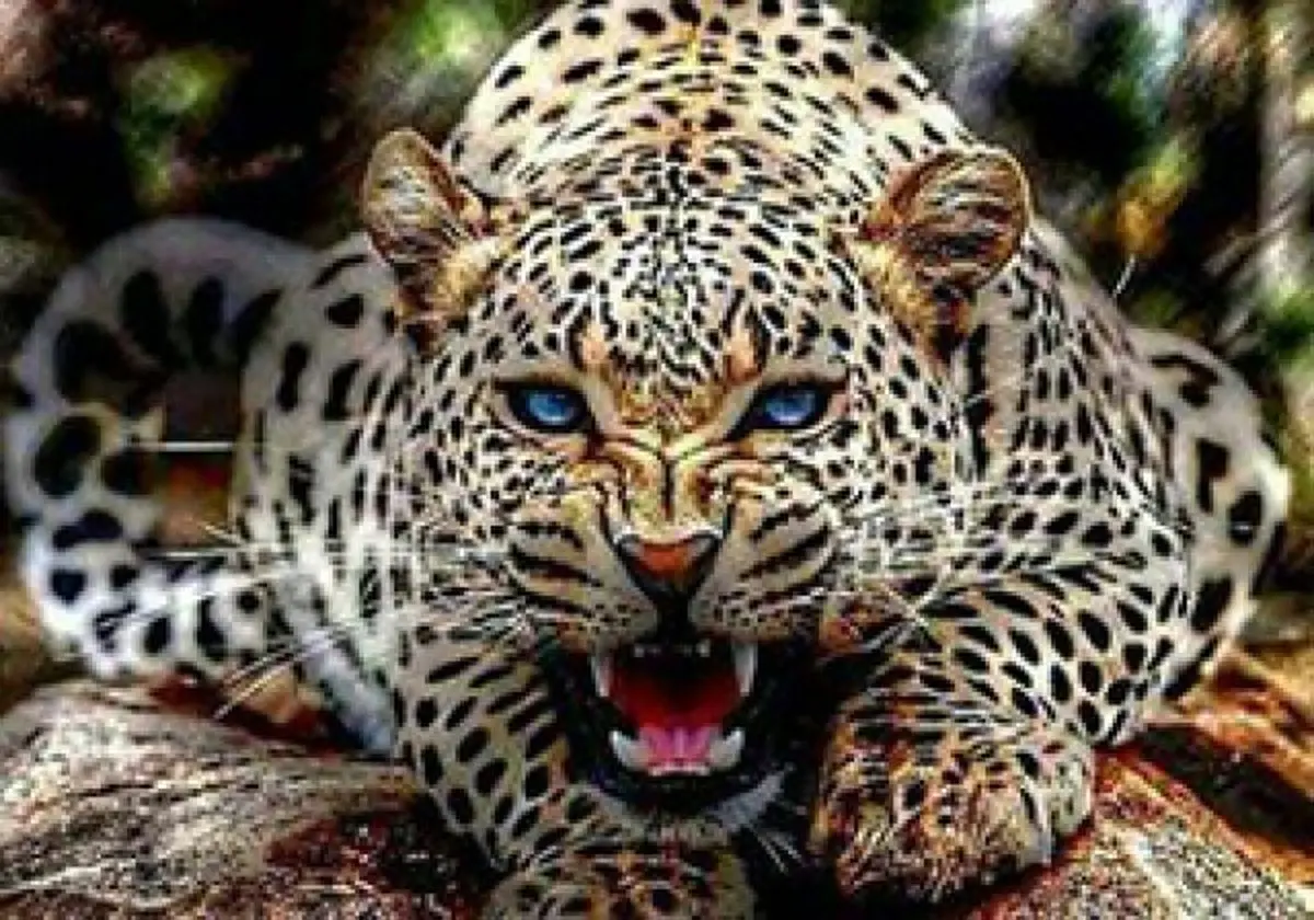 ویدئو/نجات پلنگ در حال غرق شدن از داخل یک چاه