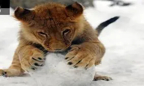 برف بازی توله شیرهای دهکده طبیعت قزوین/فیلم