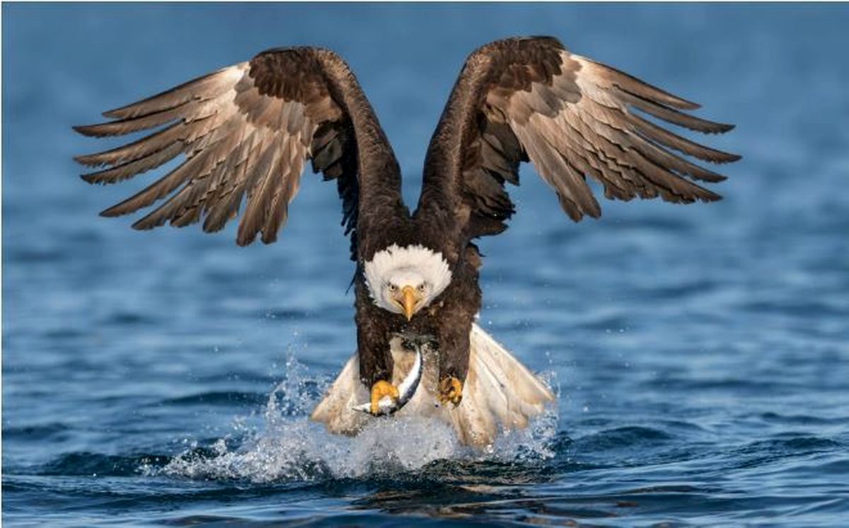عقاب در حال صید ماهی و بلعیدن آن در هوا/ ویدئو