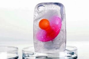 اضطراب حفظ باروری حتی در آزمایشگاه؛ هزینه جدید زنانهگی به نام فریز تخمک و جنین