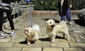 سگ‌گردانی در ارومیه ممنوع شد