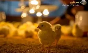 دمای مناسب برای جوجه تازه متولد شده چقدر است؟