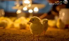 دمای مناسب برای جوجه تازه متولد شده چقدر است؟