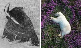 20 عکس برگزیده طبیعت سال 2023