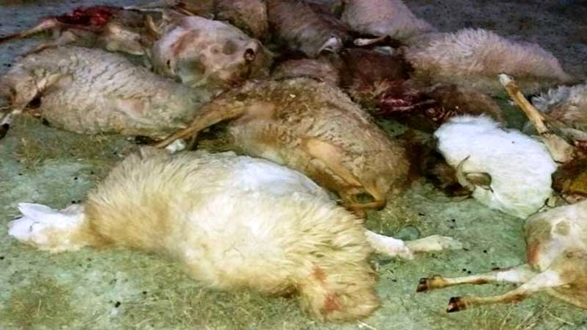 دلیل تلف شدن دام‌های عشایر «مسمومیت» اعلام شد