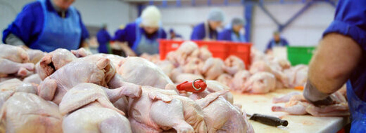 کاهش قیمت مرغ در راه است؟/ پیش بینی قیمت در روزهای باقی مانده نوروز و ماه رمضان