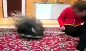 تعجب توریست خارجی از حیوان خانگی ایرانی ها