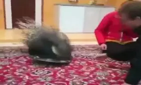 تعجب توریست خارجی از حیوان خانگی ایرانی ها