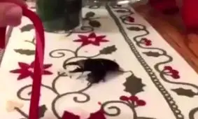 سوسکه یا سیم چین.!