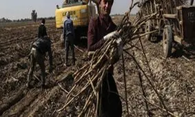 استاندار خوزستان ادعای شکنجه یکی از کارگران نیشکر هفت تپه را رد کرد