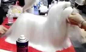 یکی از زیباترین سگ های دنیا