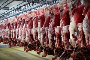 توقف ۵ هزار تن گوشت منجمد وارداتی در محوطه اداره کل بنادر هرمزگان