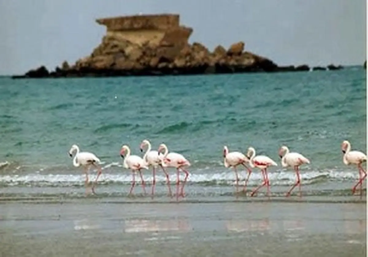 کشت زعفران در حوضه آبریز دریاچه ارومیه / افزایش سطح آب نگین فیروزه‌ای آذربایجان‌غربی