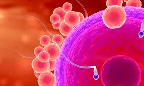 اسپرم معیوب مردان دلیل سقط‌جنین مکرر زنان؟