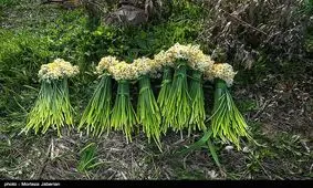 ۳۰۰ میلیون شاخه گل نرگس از نرگس‌زارهای فارس برداشت می‌‌شود