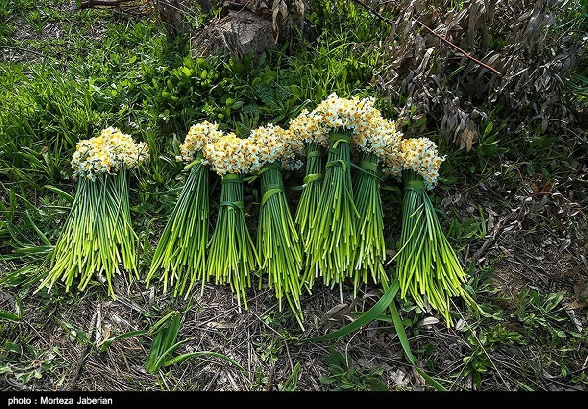 ۳۰۰ میلیون شاخه گل نرگس از نرگسزارهای فارس برداشت میشود