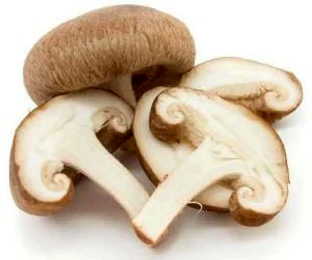 روشهای نگهداری و استفاده از قارچ