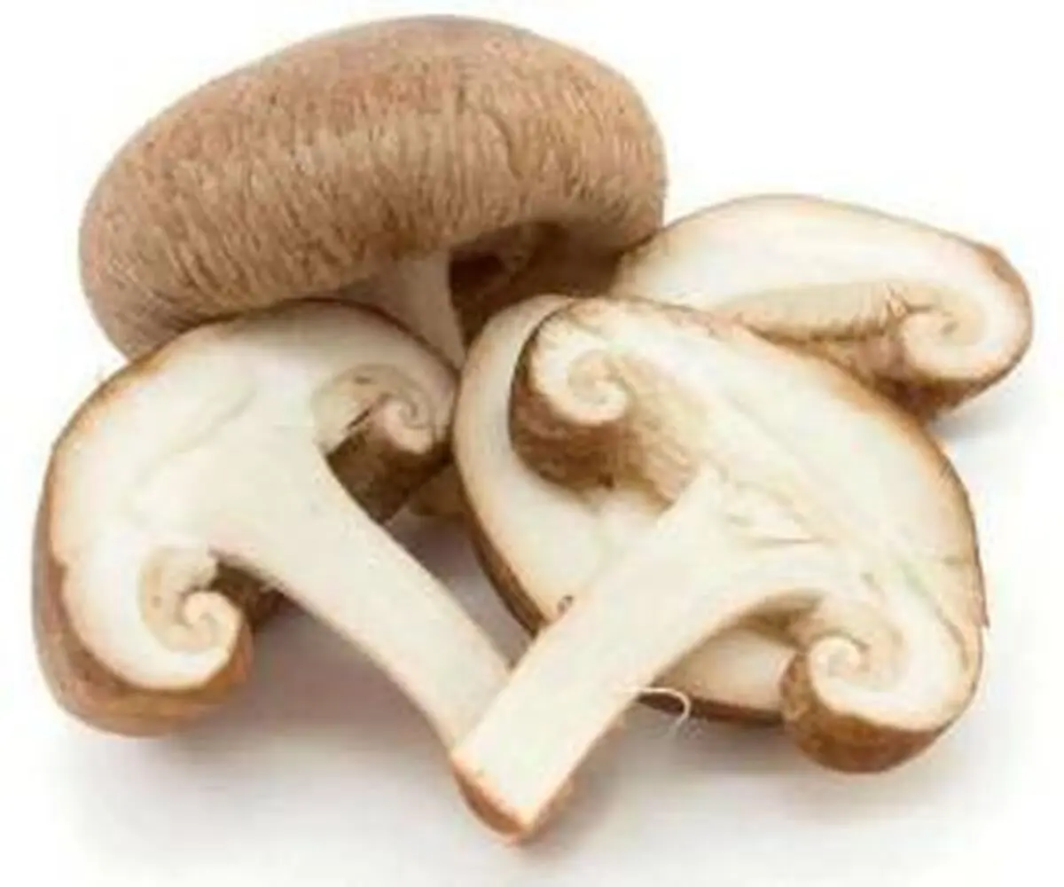 روشهای نگهداری و استفاده از قارچ
