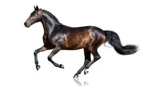 با ۱۰ مورد از گران قیمت‌ترین حیوانات دنیا آشنا شوید