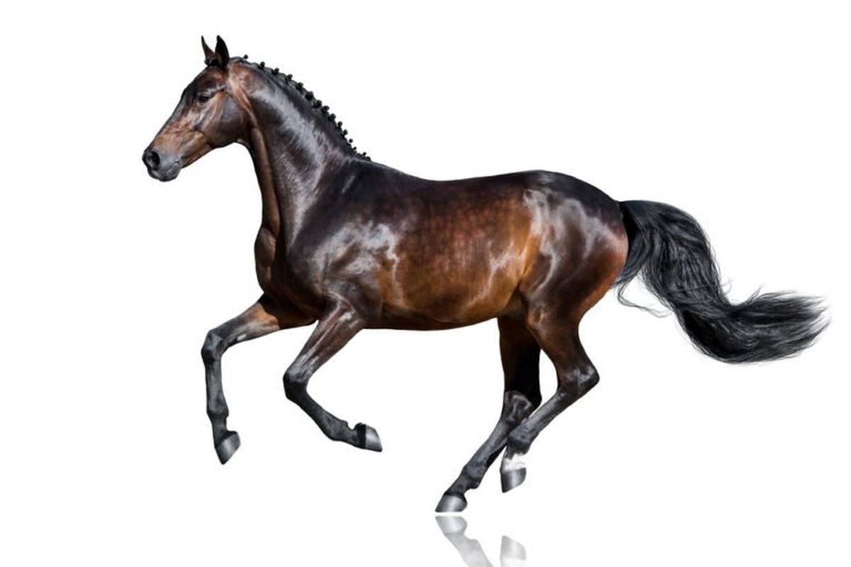 با ۱۰ مورد از گران قیمتترین حیوانات دنیا آشنا شوید