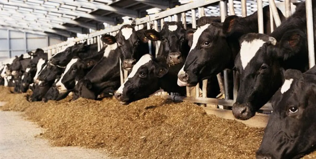 2300 پرونده برای گران‌فروشان نهاده‌های دامی تشکیل شد