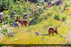 ویدئویی زیبا از حیوانات بومی ارتفاعات کیاسر مازندران
