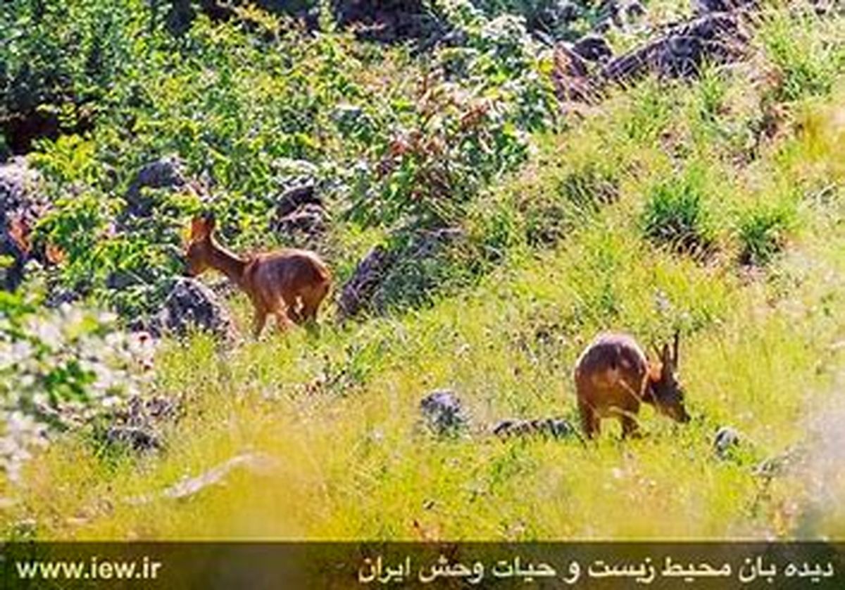 ویدئویی زیبا از حیوانات بومی ارتفاعات کیاسر مازندران