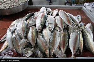 افزایش قیمت ماهی در یاسوج + قیمت‌ها
