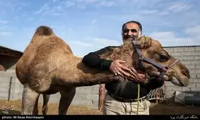 تولید بدون نفت/ گاوداری، شترداری و شترمرغداری! + تصاویر