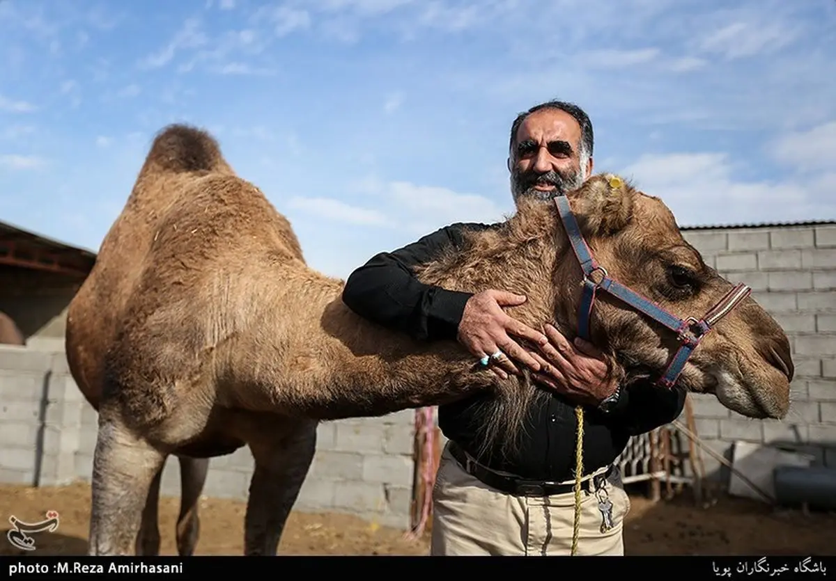 تولید بدون نفت/ گاوداری، شترداری و شترمرغداری! + تصاویر