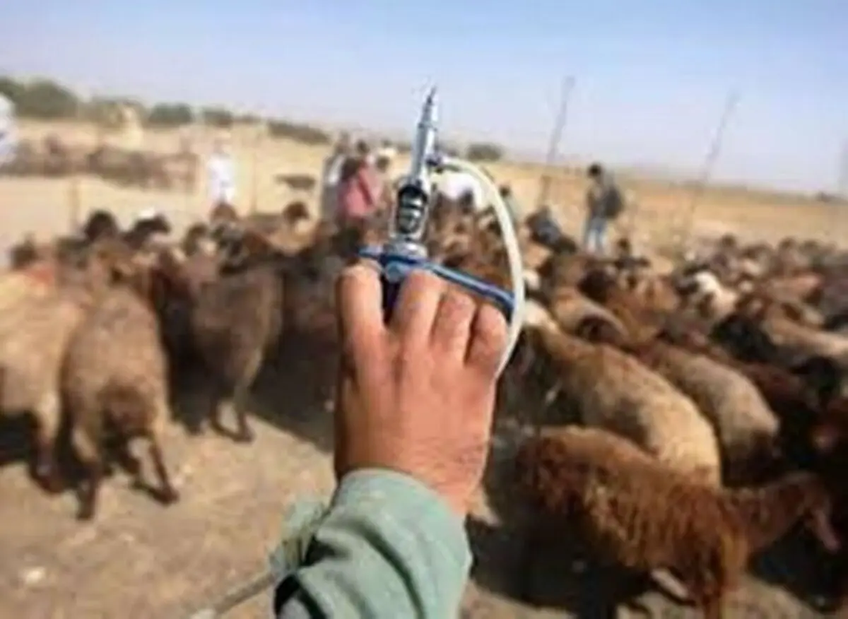 ۳ میلیون راس دام سبک در کرمانشاه مایه‌کوبی می‌شوند
