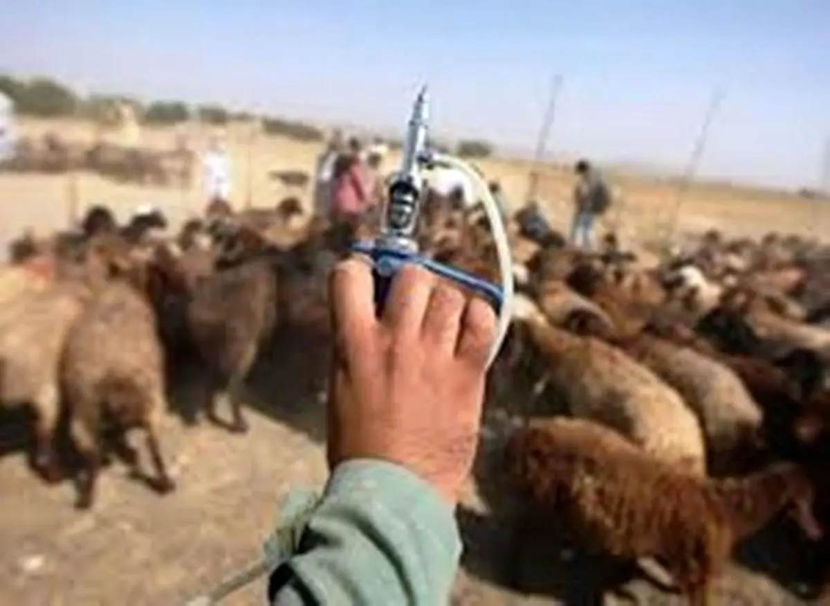 ۳ میلیون راس دام سبک در کرمانشاه مایه‌کوبی می‌شوند