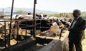 توانایی تامین گوشت مورد نیاز استان را داریم