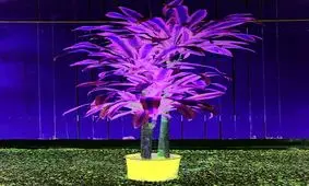 ۹ گل آپارتمانی کم نور + طریقه استفاده