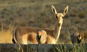 افزایش چشم گیر خرید و فروش حیات وحش در فضای مجازی