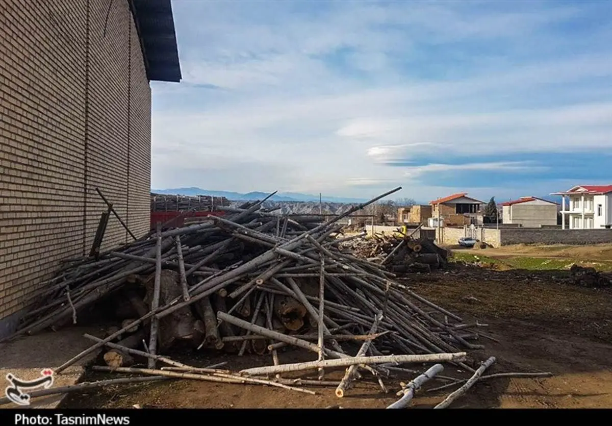 قطع گسترده درختان ارسباران؛ درختان جنگلی یا باغی؟+تصاویر