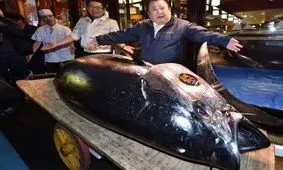 گران‌ترین ماهی دنیا +تصاویر