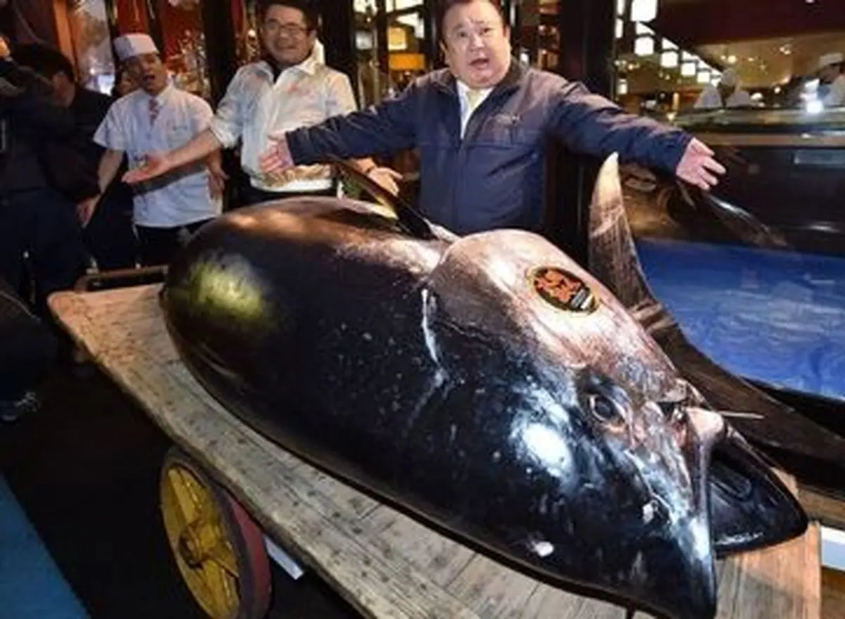 گران‌ترین ماهی دنیا +تصاویر
