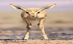 عکسی زیبا از حیات وحش ایران