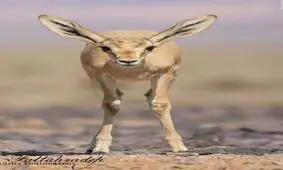 عکسی زیبا از حیات وحش ایران