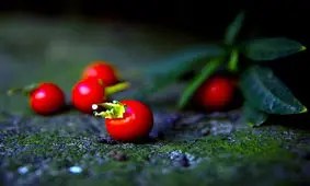 رنگ شانس ماه تولد شما چیست؟