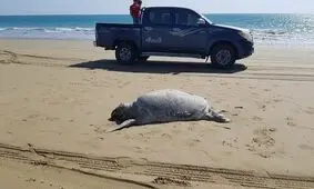 برنامه اقدام ملی حفاظت لاک پشتهای دریایی تدوین می‌شود