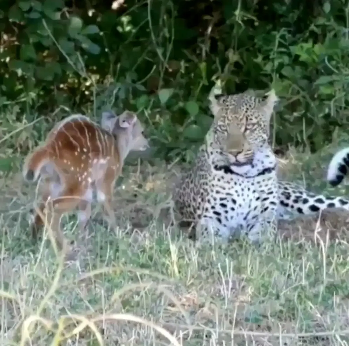 بازی کردن پلنگ با بچه آهو !!!