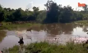 پرشی به داخل دهان تمساح