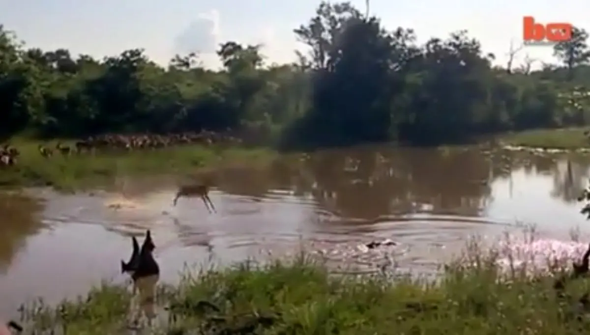 پرشی به داخل دهان تمساح